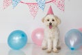 Small female dog with party hat on and balloons Royalty Free Stock Photo