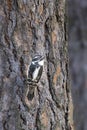 Small female downey woodpecker