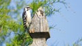 Small Female Downy Woodpecker on a fence post with blue sky and cedar tree