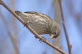 Small Female Ground Finch