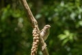 Small Female House Sparrow Sits On Branch Eating Millet