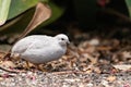 Small female king quail Coturnix chinensis