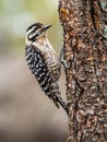 Female Ladder-Backed Woodpecker