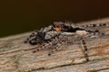 Small Female Male Gray Wall Jumping Spider