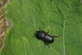 Small female stagbeetle on the green leaf Royalty Free Stock Photo