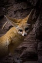 Fenec fox Royalty Free Stock Photo