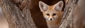 A small Fennec fox is peeking out from behind a tree trunk Royalty Free Stock Photo