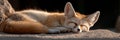 A small Fennec fox is sleeping on a rock Royalty Free Stock Photo