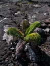 Small Fern growing in Lava field