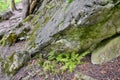 Small fern growing next to limestone rock in forest Royalty Free Stock Photo