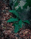 A small fern growing next to a rock with fallen wet autumn leaves on the forest floor Royalty Free Stock Photo