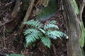 Small fern growing between tree roots