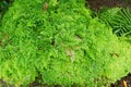 Small fern leaves growing in the rain forest