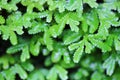 Small fern leaves