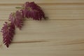 Beautiful red leaves of a fern on a light background Royalty Free Stock Photo