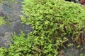 Small fern plants growing across grey rocks