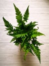 Small fern shot from above Royalty Free Stock Photo