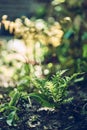 Small Fern in spring sunlight