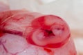 Small fetus of a cat in the amniotic sac