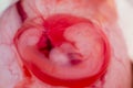 Small fetus of a cat in the amniotic sac