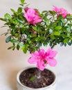 Small Ficus bonsai ginseng retusa flower