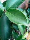 Small ficus bonsay leaves Royalty Free Stock Photo