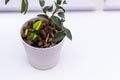 A small ficus in a pot on the windowsill. Green and yellow sheets and keramsite. Royalty Free Stock Photo