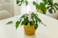 Small ficus tree growing in kraft paper pot. Indoor greenery. Concept of home gardening and houseplants care. Potted