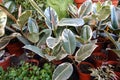 Small Ficus Tree in Pot, Domestic Tree Weeping Fig, Ficus Benjamina Royalty Free Stock Photo