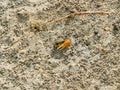 A small Fiddler Crab Uca sp. Royalty Free Stock Photo