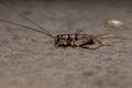 Small Field Cricket Royalty Free Stock Photo