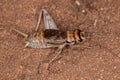 Small Field Cricket Royalty Free Stock Photo