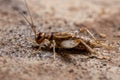 Small Field Cricket Royalty Free Stock Photo