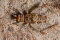 Small Field Cricket Royalty Free Stock Photo