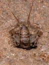Small Field Cricket Royalty Free Stock Photo