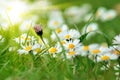 Small field daisies among the strands of grass of a meadow