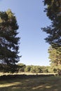 Small field among pines Royalty Free Stock Photo