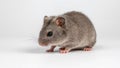 small field mouse vole on white background Royalty Free Stock Photo