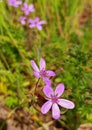 Small field spring pink flowers of ErÃ³dium cicutÃ¡rium.