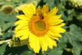 North Carolina Sunflowers 2023 IV