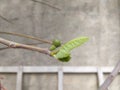 The small fig fruit stands out on the branch Royalty Free Stock Photo