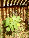 Small fig tree with large leaves