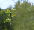 Small figs growing on branch of fig fruit tree Royalty Free Stock Photo