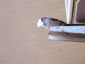Small Finch Bird