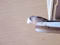 Small Finch Bird