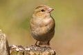 Small Finch bird perched atop a wooden tree stump covered in bird feed