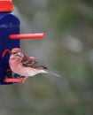 Small finch at the manger.