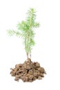 Small fir Royalty Free Stock Photo