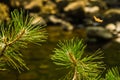 Small fir branches and rocks in water at Black river gorge Royalty Free Stock Photo