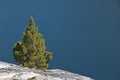 Small Fir Grows in Granite by a Lake